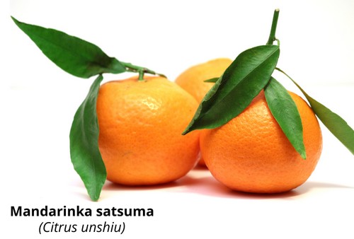 Citrus unshiu